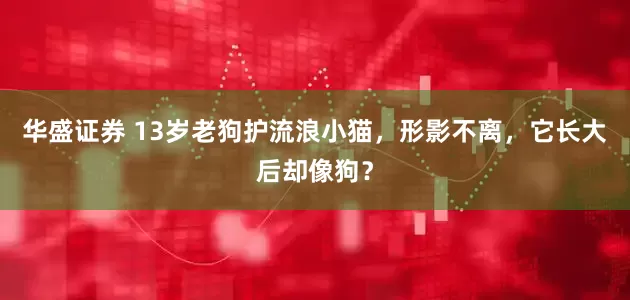 华盛证券 13岁老狗护流浪小猫，形影不离，它长大后却像狗？